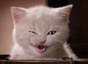 爱游戏APP-战术显微镜，德布劳内如何撕裂摩纳哥式防守，伊朗足球的启示